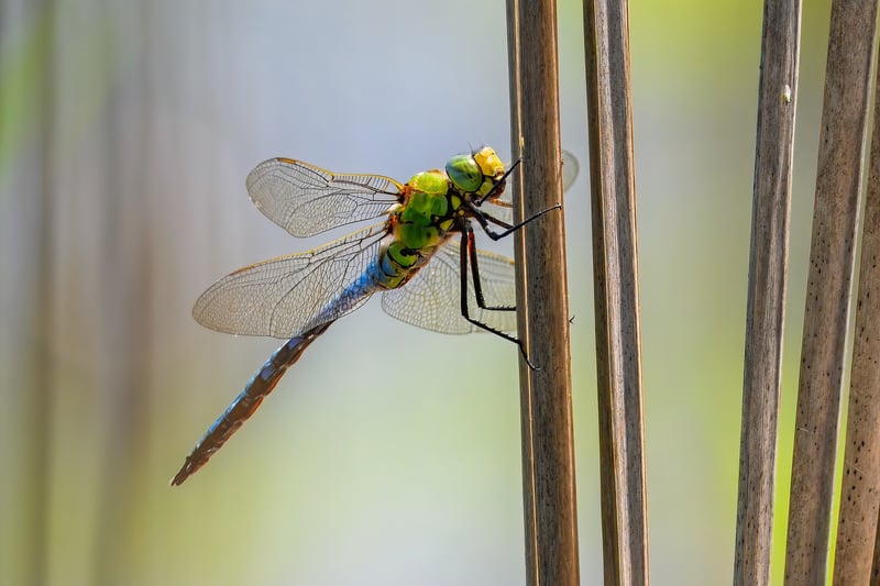 Colorful Aquatic Species